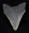 Serrated Megalodon Tooth - South Carolina #13688-1